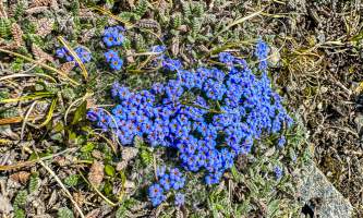 Running Fox Tour Co IMG 2810 Carol Hobbs