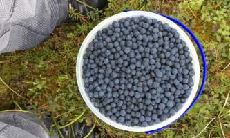 Running Fox Tour Co IMG 6948 Carol Hobbs