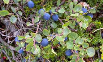 Running Fox Tour Co IMG 7067 Carol Hobbs