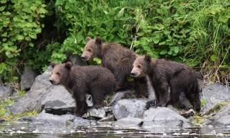RBL 3 Bears Marrano alaska rusts bear viewing anchorage