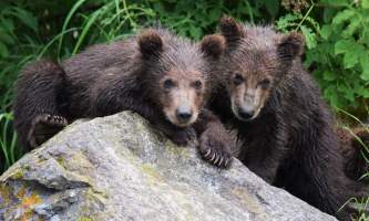 RBL Twin Bears Marrano alaska rusts bear viewing anchorage