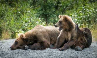 Jodyo photos 17 C0731 016 alaska rusts bear viewing anchorage