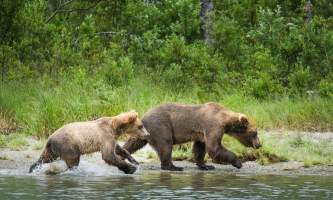 Jodyo photos 17 C0731 029 alaska rusts bear viewing anchorage