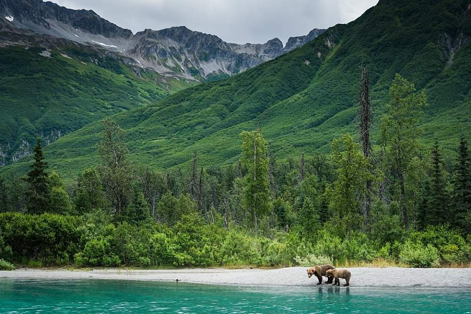 Bears and turquoise water in Lake Clark National Park