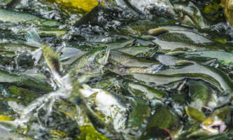 SEAK Day Tours FNO 055721