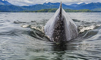 SEAK Day Tours FNO 068145