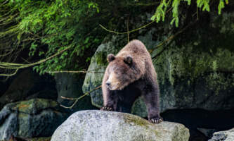 SEAK Day Tours FNO 068589