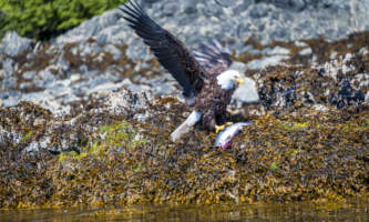 SEAK Day Tours FNO 090796 copy