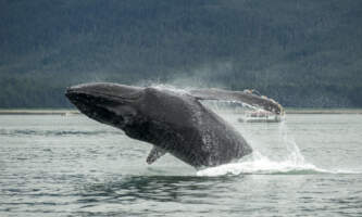 SEAK Day Tours i Stock 177048349