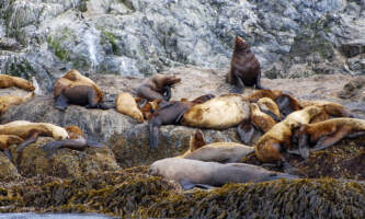 SEAK Expeditionsi Stock 91367832 copy