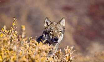 SEAK Expeditionsi Stock 93027758