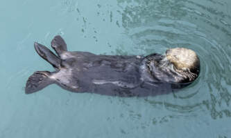 Sailaway Alaska otter Chris Reynolds