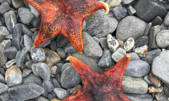 Sailaway Alaska sea stars Chris Reynolds