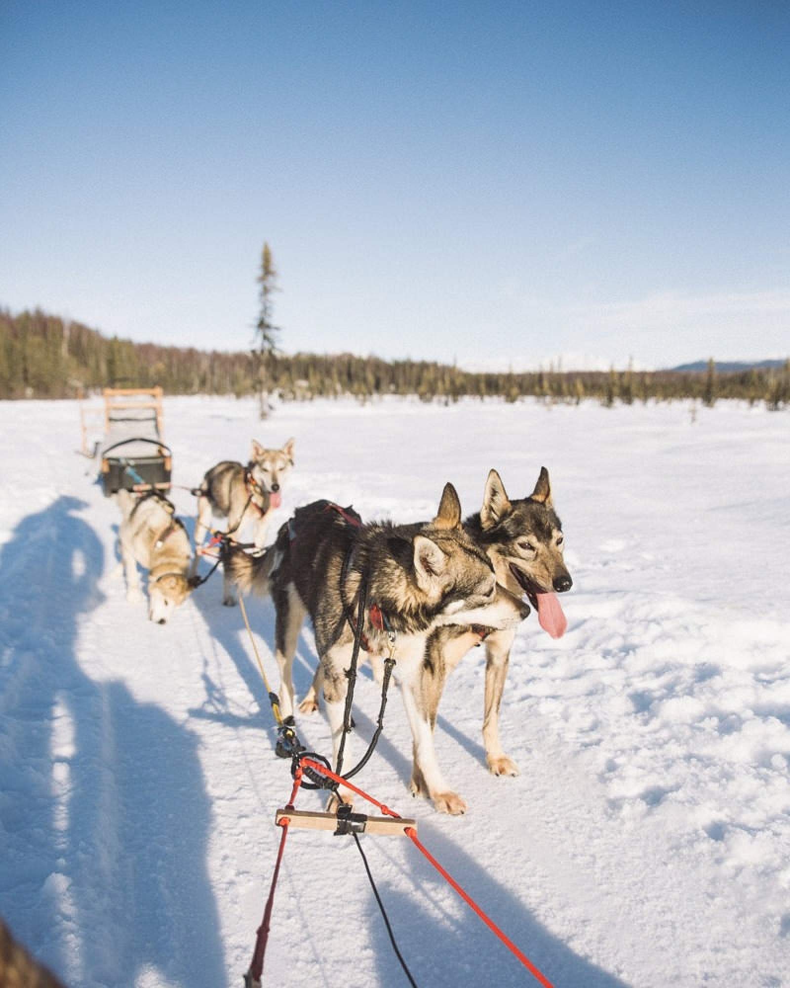 dog sledding tours anchorage alaska
