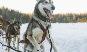 Salmon berr tours dog sledding 5