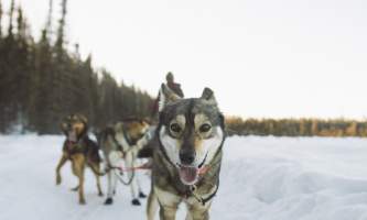 Salmon berr tours dog sledding 7