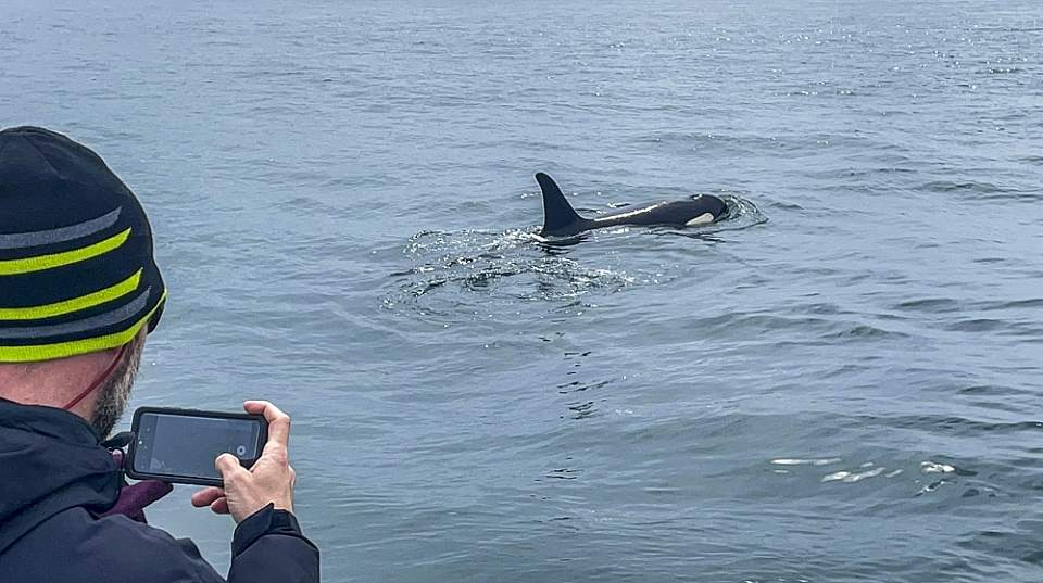 Capture photos of marine wildlife up-close