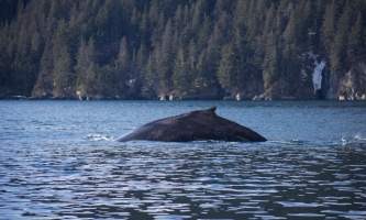 Seward ocean excursions 13