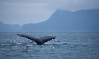 Seward ocean excursions 4