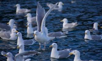 Seward ocean excursions 9