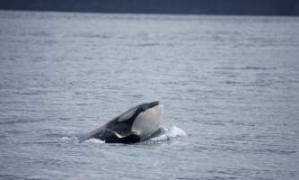 Seward ocean excursions