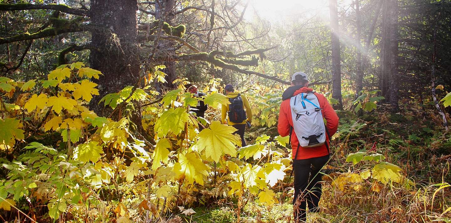 Hikers trek through an Alaskan forest that's bathed in golden sunlight.
