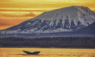 Sitka Expeditions 374 A0282 Parker White