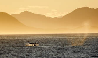 Sitka Expeditions 374 A2259 Parker White