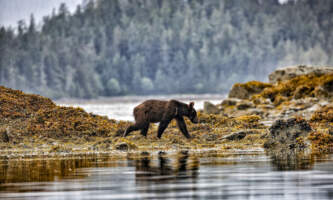 Sitka Expeditions 374 A5155 Parker White