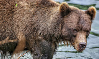 Sitka Expeditions 374 A9631 Parker White