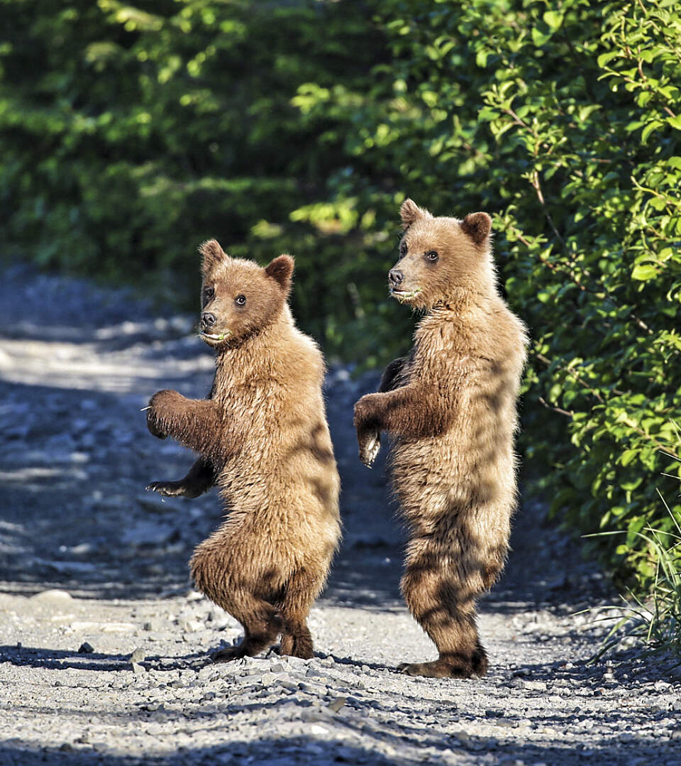 Join Sitka Expeditions and spot whales, sea otters, and bears as you explore the stunning scenery of Sitka Sound