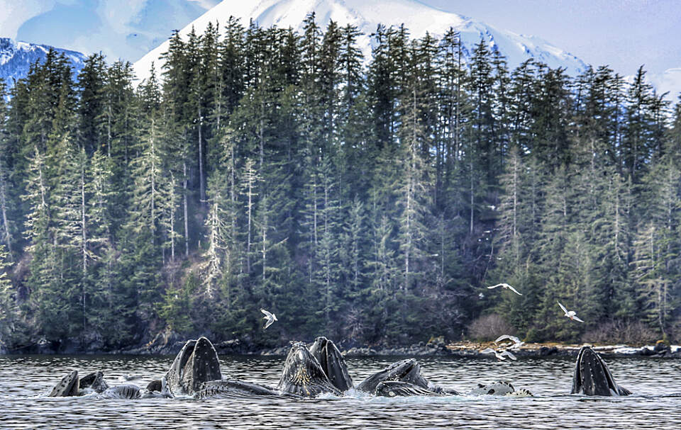 Choose between a 2-hour trip to Sitka Sound or a 4-hour deep wilderness exploration for a truly immersive Alaskan experience.