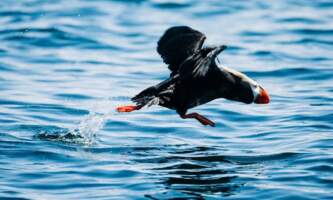 Sitka wonders day tours 3