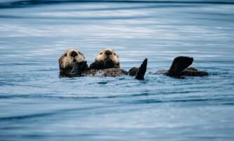 Sitka wonders day tours 4