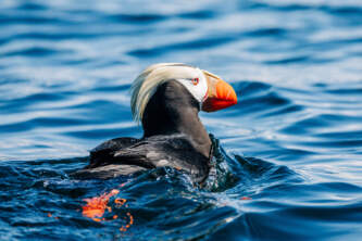 Sitka wonders puffin day tour