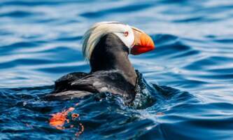 Sitka wonders photography tours 1