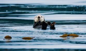 Sitka wonders photography tours 3