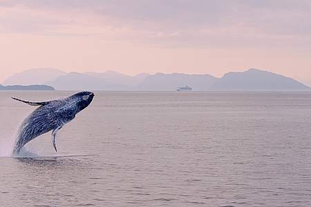 Sitkas Hidden Wonders SHW Wildlife 10 Ben Hamilton