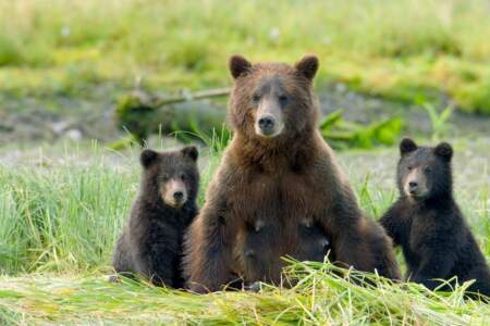 Sitka's Hidden Wonders