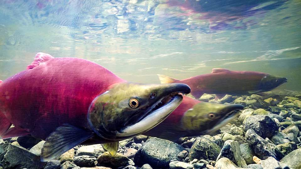 Sitkas Hidden Wonders 15 TSF SOCKEYESPAWN Ben Hamilton