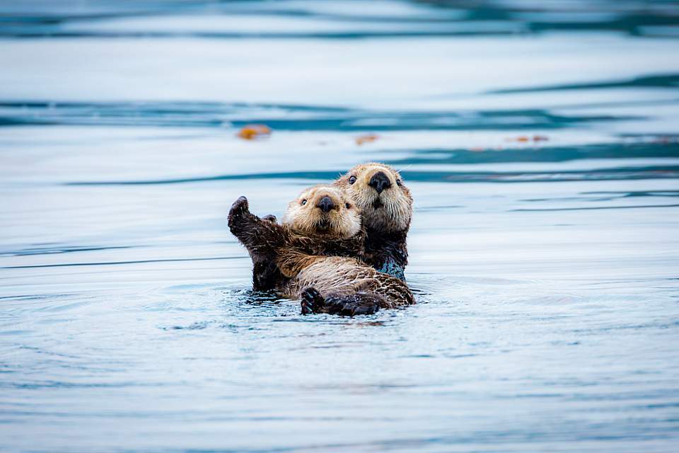 Sitkas Hidden Wonders 110 A0559 Enhanced NR Ben Hamilton