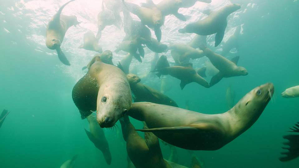 Sitkas Hidden Wonders SHW Wildlife 8 Ben Hamilton