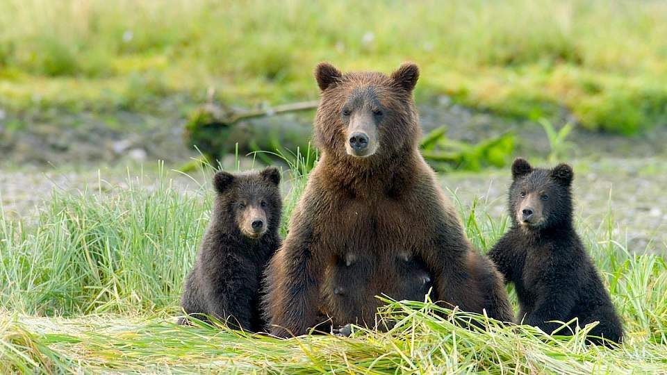 Sitkas hidden wonders 1