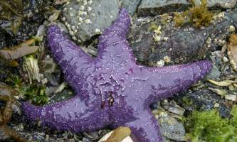Fred Drake True Star purple