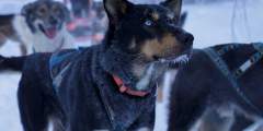 Snowhook Adventure Guides of Alaska: Dog Sled Tours