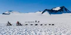 Snowhook Adventure Guides of Alaska: Dog Sled Tours