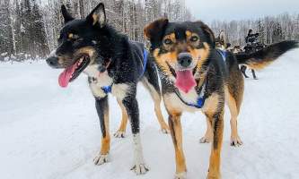 Snowhook Adventure Guides Dog Sledding PSX 20220211 205229
