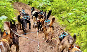 Snowhook Dog Sledding PSX 20240702 082746