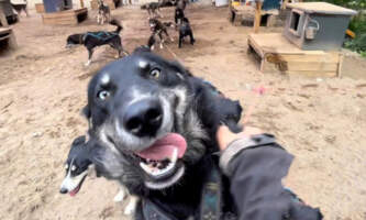 Snowhook Dog Sledding PSX 20240711 201116