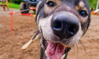 Snowhook Dog Sledding PSX 20240826 072613
